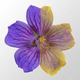 Illustration for article titled Flowers Communicate with Electricity